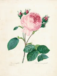 Stulistna róża, z „Wybór najpiękniejszych kwiatów i najpiękniejszych owoców”, t. I, 1827-33