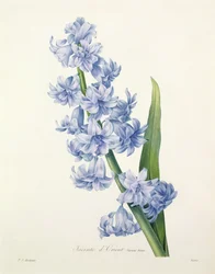 Hyacinthus orientalis (hiacynt pospolity), rytowane przez Victora, z „Wybór najpiękniejszych kwiatów”, 1827