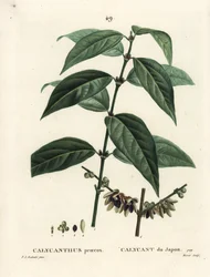 Ziele angielskie, Chimonanthus praecox (Calycanthus praecox). Ręcznie barwiony grawerunek punktowany autorstwa Moreta według ilustracji Pierre-Josepha Redoute z Treat des Arbres et Shrustes Henri Louisa Duhamela du Moncel, Paryż