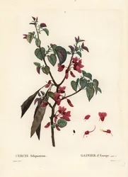 Drzewo Judasza, Cercis siliquastrum. Ręcznie barwiony grawerunek punktowany autorstwa Tassaerta według ilustracji Pierre-Josepha Redoute z Treat des Trees et Shrustes Henri Louisa Duhamela du Moncel, Paryż