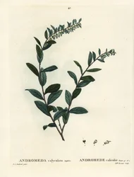 Leatherleaf, Chamaedaphne calyculata (Andromeda calyculata). Ręcznie kolorowany grawerunek punktowany przez pannę Brenet na podstawie ilustracji Pierre-Josepha Redoute z Treat of Trees et Shrustes Henri Louisa Duhamela du Moncel, Paryż