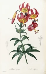 Lilium Superbus, 1805-1816