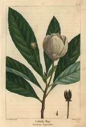 Loblolly bay, Gordonia lasyanthus (rycina)