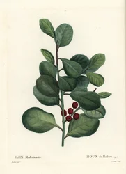 Ostrokrzew Madera, Ilex perado (Holly de Madere, Ilex maderiensis). Ręcznie barwiony grawerunek punktowany autorstwa Casenave według ilustracji Pierre-Joseph Redoute z Treat des Arbres et Shrustes Henri Louisa Duhamela du Moncel, Paryż