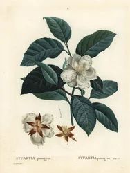 Malachodendron pentagynum (Stewartia lub Stuartia pentagyna). Ręcznie barwiony grawerunek punktowany według ilustracji Pierre-Joseph Redoute z Treat des Arbres et Shrustes Henri Louisa Duhamela du Monceau, Paryż