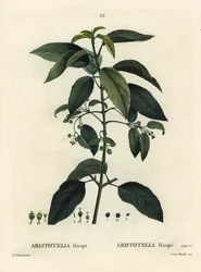 Maqui lub chilijska jagoda, Aristotelia chilensis (Aristotelia maqui). Ręcznie barwiony grawerunek punktowany autorstwa Aimee według ilustracji Pierre-Joseph Redoute z Treat of Trees and Shrustes Henri Louisa Duhamela du Moncel, Paryż