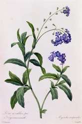 Myosotis Scorpiodes (kolorowy grawerunek)