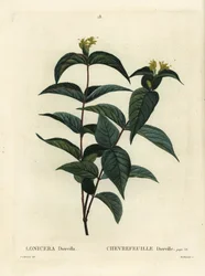 Wiciokrzew północny, Diervilla lonicera (Lonicera diervilla). Ręcznie barwiony grawerunek punktowany autorstwa Du Ruisseau według ilustracji Pierre-Josepha Redoute z Treat des Arbres et Shrustes Henri Louisa Duhamela du Moncel, Paryż
