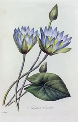 Nymphea Caerulea (kolorowy grawerunek)