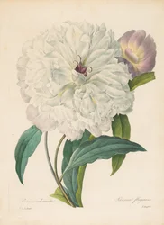 Paeonia flamrans Piwonia, 1827.