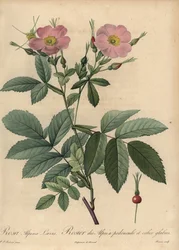Różowa róża alpejska, Rosa pendulina