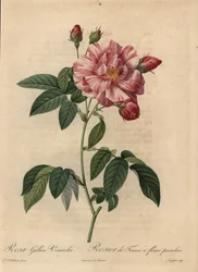 Różowo-biała róża galijska lub róża francuska, Rosa gallica