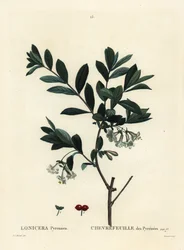 Wiciokrzew pirenejski, Lonicera pyrenaica. Ręcznie barwiony grawerunek punktowany autorstwa Tessaerta według ilustracji Pierre-Joseph Redoute z Treat des Trees et Shrustes Henri Louisa Duhamela du Moncel, Paryż