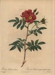 Czerwona róża, Rosa