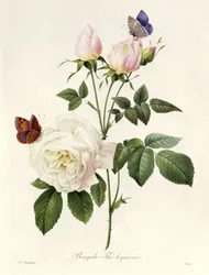 Rosa: Bengale Hymenes, z „Les Roses”, XIX wiek