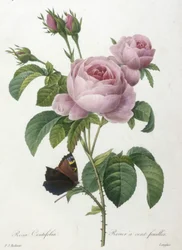 Rosa Centifolia, Rosier a cent-feuilles, z Wybór najpiękniejszych kwiatów i najpiękniejszych owoców, 1827 (ręcznie barwione kropkowane grawerowanie)