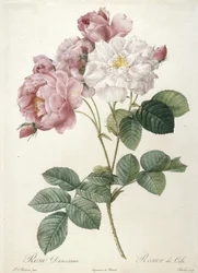 Rosa Damascena, Rosier de Cels, z Les Roses, 1817-24 (ręcznie barwiony grawer punktowy)