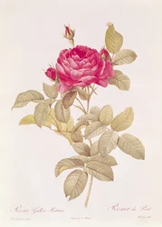 Rosa Gallica Pontiana, z "Les Roses" Claude