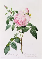 Rosa Indica Fragans (kolorowy grawer)
