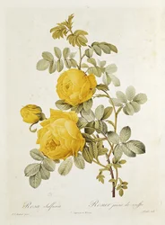 Rosa Sulphurea (żółta róża) z „Les Roses” Claude