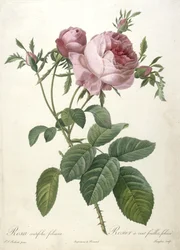 Rosa centifolia foliacea, Rosier a cent feuilles, foliace, z Les Roses, 1817-24 (ręcznie barwione kropkowane grawerowanie)