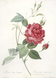 Rosa indica cruenta, róża bengalska o krwistopurpurowych kwiatach, z Les Roses, 1817-24