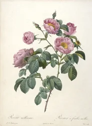 Rosa mollissima, Delikatna róża, z Les Roses, 1817-24 (ręcznie barwiony grawer punktowy)