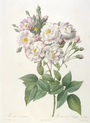 Rosa noisettiana, Rosier de Philippe de Noisette, z La Couronne des Roses, 1817-24