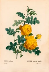 Siarka różana, Rosa hemisphaerica, Siarka różana żółta. Ręcznie barwiony miedzioryt kropkowany z „”Les Roses” Pierre