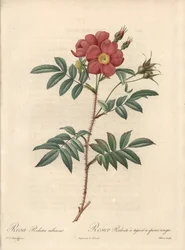 Brilliant Rose - Eau forte de Bessin, na podstawie ilustracji Pierre Joseph Redoute (1759-1840), z Les Roses