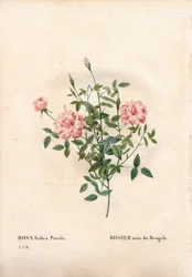 Róża Rouletii, Rosa chinensis var. minima Rouletii, bengalska róża karłowata. Ręcznie barwiony miedzioryt kropkowany z „”Les Roses” Pierre