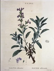 Sage officinalis - w „”Nowym Duhamelu lub traktacie o drzewach i krzewach, które zakradły się we Francji”, rysunki P.J. Redouté i P. Bessa, Paryż
