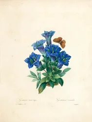 Goryczka bezłodygowa, z „Wybór najpiękniejszych kwiatów i najpiękniejszych owoców”, t. II, 1827-33