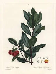 Drzewo truskawkowe, Arbutus unedo. Ręcznie barwiony grawerunek punktowany według ilustracji Pierre-Joseph Redoute z Treat des Arbres et Shrustes Henri Louisa Duhamela du Monceau, Paryż