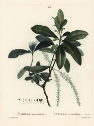 Cyrilla bagienna, Cyrilla racemiflora. Ręcznie barwiony grawerunek punktowany autorstwa De Gouy według ilustracji Pierre-Joseph Redoute z Treat des Arbres et Shrustes Henri Louisa Duhamela du Moncel, Paryż