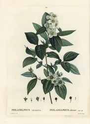 Słodka pomarańcza, dereń angielski, Philadelphus coronarius. Ręcznie barwiony grawerunek punktowany autorstwa Tassaerta według ilustracji Pierre-Josepha Redoute z Treat des Trees et Shrustes Henri Louisa Duhamela du Moncel, Paryż
