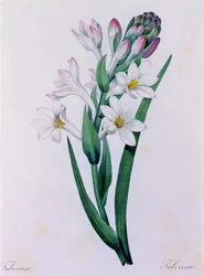 Tuberosa (kolorowy grawer)