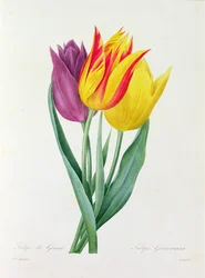 Tulipa Gesneriana (kolorowy grawer)