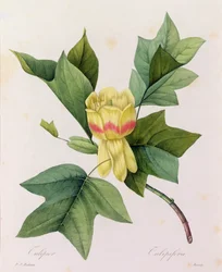 Tulipifera (kolorowy grawer)