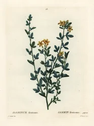 Dziki lub żółty jaśmin, owoc jaśminu. Ręcznie barwiony grawerunek punktowany przez pannę Brenet według ilustracji Pierre-Joseph Redoute z Treat des Arbres et Shrustes Henri Louisa Duhamela du Moncel, Paryż