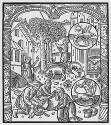 Listopad, zabicie świni i zbieranie żołędzi, Skorpion, ilustracja z „Almanachu Bergerów”, 1491 (ksylografia)