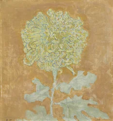 Chryzantema