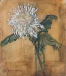 Chryzantema