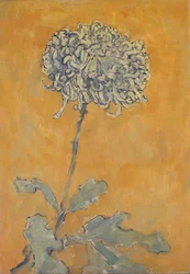 Chryzantema