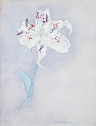 Lilia, ok. 1920-25 (akwarela na papierze)