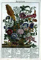 Sierpień, z „The Flower Garden Displayed” Roberta Furbera (ok. 1674-1756), sztych. James Smith, wyd. 1732 (kolorowy grawerunek)