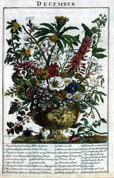 grudzień, z „The Flower Garden Displayed” Roberta Furbera (ok. 1674-1756), sztych. James Smith, wyd. 1732 (kolorowy grawerunek)