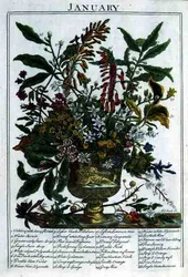 Styczeń, z „The Flower Garden Displayed” Roberta Furbera (ok. 1674-1756), sztychowane przez Jamesa Smitha, wyd. 1732 (kolorowy grawerunek)