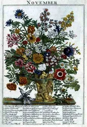 Listopad, z „The Flower Garden Displayed” Roberta Furbera (ok. 1674-1756), sztych. James Smith, wyd. 1732 (kolorowy grawerunek)