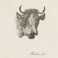 głowa byka